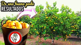 🍋🍊PODA de MANTENIMIENTO en LIMONEROS Como Podar un Limonero Joven o Adulto by mixim89 [upl. by Nohsar380]