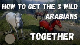 HOW TO GET THE 3 WILD ARABIAN HORSES TOGETHER  Red Dead Redemption 2 [upl. by Colligan]