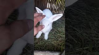 White rabbit ang laki nyashort satisfying youtubeshorts amazing white rabbit [upl. by Elberta207]