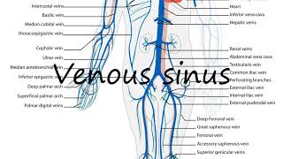 How to Pronounce Venous sinus [upl. by Enitsirc539]