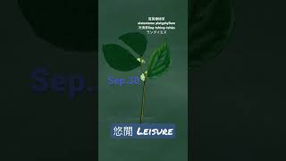 【366花語Sep30】悠閒  leisure [upl. by Dnomed]