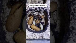 Paraponera clavata ants workers viralvideo subscribe share antsslovakiaofficial slovakia sk [upl. by Nihhi]