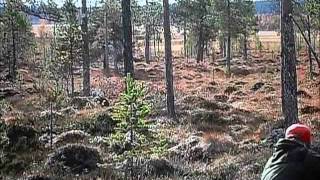 Moose hunting Rendalen Norway Elgjakt Rendalen [upl. by Seuqram]