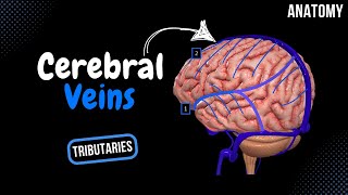 Cerebral Veins Deep amp Superficial  Diploic and Emissary Veins  Anatomy [upl. by Kalbli95]