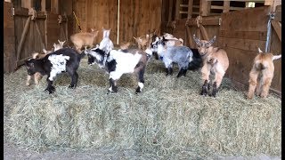 Goat Baby Olympics [upl. by Alaik]