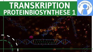 Transkription  Proteinbiosynthese 1  Ziel Ablauf amp Phasen einfach erklärt  Genetik Bio Abitur [upl. by Ahseekan]