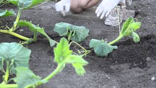 Grow Big Pumpkins  Vine Burying Pollination Vine Training [upl. by Eioj]