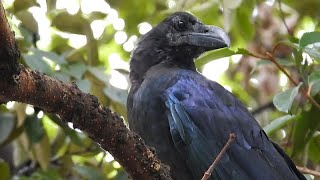 The LargeBilled Crow  An Adaptable Bird aka Jungle Crow [upl. by Atirma142]