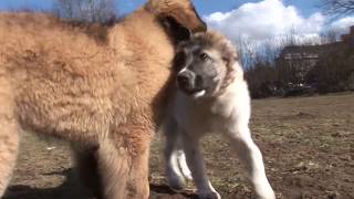 Kaukasischer Owtscharka und Leonberger spielen [upl. by Dhiren131]