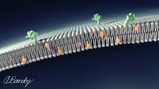 Lipids of the Plasma Membrane [upl. by Notgnimer]