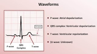 Intro to EKG Interpretation  Waveforms Segments and Intervals [upl. by Nanerb]