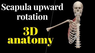 Scapula upward Rotation  3D anatomy  Range of motion  anatomy scapula muscle 3danatomy [upl. by Ellemac]