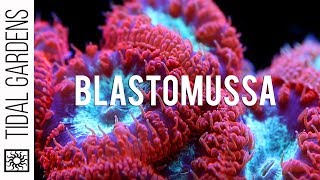 A secret crush on Blastomussa Pineapple Corals [upl. by Abramo]