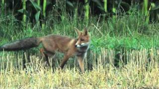 Jungfuchs abends unterwegs  fox cub on the way [upl. by Huba300]