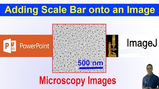 Adding a Scale Bar onto a Microscopy Image using PowerPointImageJ  DrawingGraphing09 [upl. by Akimahc]