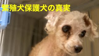 【繁殖犬保護犬】を家族に迎え入れました。 【命の大切さ】 [upl. by Phelips]