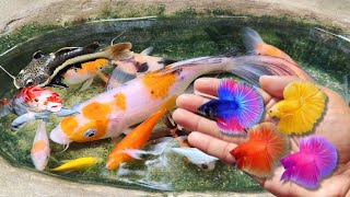 Catching fighting fish in the pond goldfish red tail catfish betta fish molly fish koi fish [upl. by Ahsekat607]