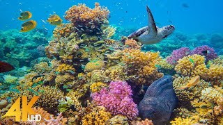 4K Stunning Underwater Wonders of the Red Sea  Colorful Coral Reef Inhabitants  3 HOUR [upl. by Wylie]