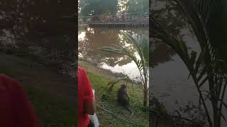 Monkeys By The River In Siem Reap Cambodia [upl. by Pincus148]