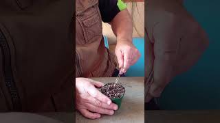 Replanting Venus Flytrap [upl. by Himelman333]