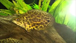 Ctenopoma acutirostre Leopard bushfish [upl. by Eissen]