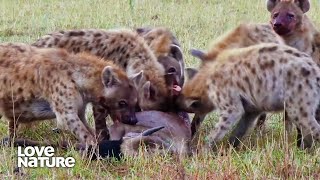 Hyena Clan Hunts Down and Eats Wildebeest Alive  Lions amp Hyenas [upl. by Nollaf270]