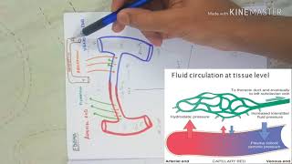 OEDEMA  hydrostatic pressure  oncotic pressure [upl. by Ahsiam22]