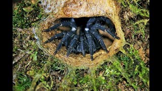 Finding the Malaysian trapdoor spider [upl. by Kcirdaed69]