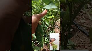 Mini garden variety vegetable plants 😍netureharika minigarden shorts goodvibes yt subscribe me [upl. by Darrill]