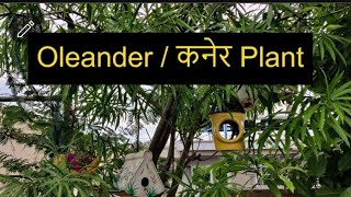 कनेर Oleander Plant care  Low maintenance plant Important tips Care of Kaner Best summer plant [upl. by Caylor]