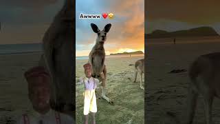 Kangaroos 🦘 Are Special Animal wildlife documentary [upl. by Ynohtnacram158]