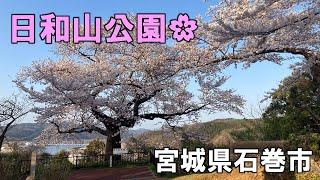 日和山公園（宮城県石巻市）の満開の桜を見てきました [upl. by Kantor]