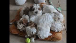 Havanese puppies from birth till 8 weeks [upl. by Zena]