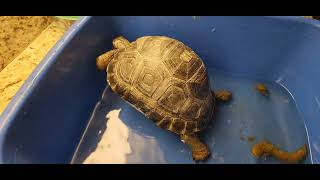 Aldabra tortoise babies Update [upl. by Colette]