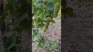 Vendemmia moscato dAsti 2024 [upl. by Neeuq]