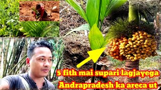 Betel Nut Plantation Parming सुपारी का फोडा कैसे लगाए arunachal pradesh Lekang dirak miri [upl. by Alsworth]