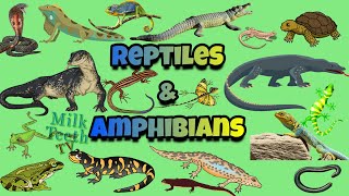 Reptiles and Amphibians explained with pictures  differences between Reptiles and Amphibians [upl. by Uhn192]