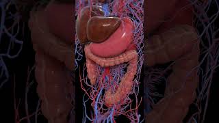 Peristalsis of the large intestine 3dmodel anatomy meded [upl. by Warfore807]