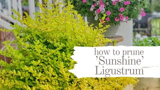 Transform Your Sunshine Ligustrum Pruning Tips for Brilliant Color [upl. by Aliza]