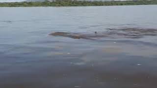 VÍDEO REVELA O MISTÉRIO DO quotCOBRA GRANDEquot NO RIO ARAGUAIA [upl. by Esli]