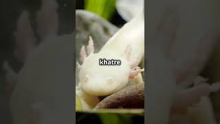 axolotl facts facts axolotl trending facts shortvideo [upl. by Angelika]