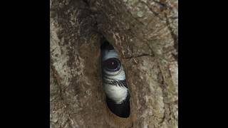 Smart Hornbill Nest 😱 [upl. by Nnyltiak]