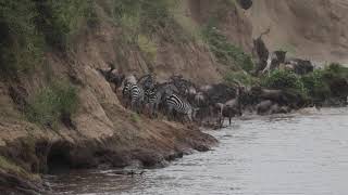 Wildebeest river crossing and a crocodile kill Massai Mara Kenya [upl. by Nnylyahs]