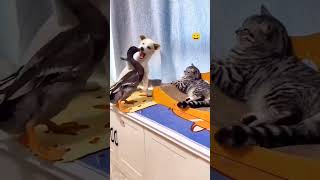 Funny Cat Voice cat catvideos funnyanimal shortsfeed animals comedy catvoice animalvideos [upl. by Orvil640]