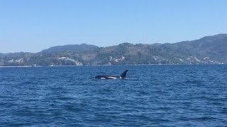 Killer Whale spotted off Phuket [upl. by Talley]