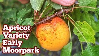 Apricot Variety Early Moorpark A Cold Hardy Apricot For Short Summers July Fruit Look [upl. by Aicram]