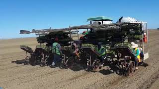 PLANTACION DE JITOMATE EN FRESNO CA MADERA CAHURON CAAVENAL CALEMOREE CA 2020 [upl. by Neemsaj992]