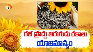 రబీ ప్రొద్దు తిరుగుడు రకాలు యాజమాన్యం  Sunflower Varieties amp Management in Rabi Season  10TV [upl. by Tamas99]