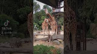 Giraffes eating in the wild [upl. by Ley]