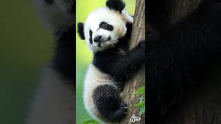 Panda cute shortvideo animals art shortsvideo subscribe shorts shortvideos shortsviral [upl. by Eiryt365]